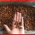 Factory Pine Nut With Shell,Price Of Pine Nuts